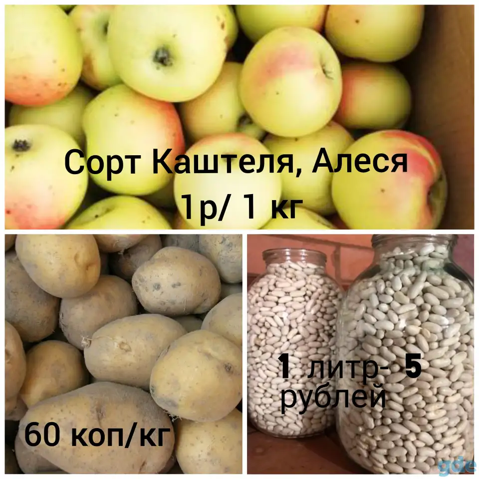 Продам: Фасоль, Картофель, Яблоки! Всё своё, домашнее и вкусное!!!, фотография 1