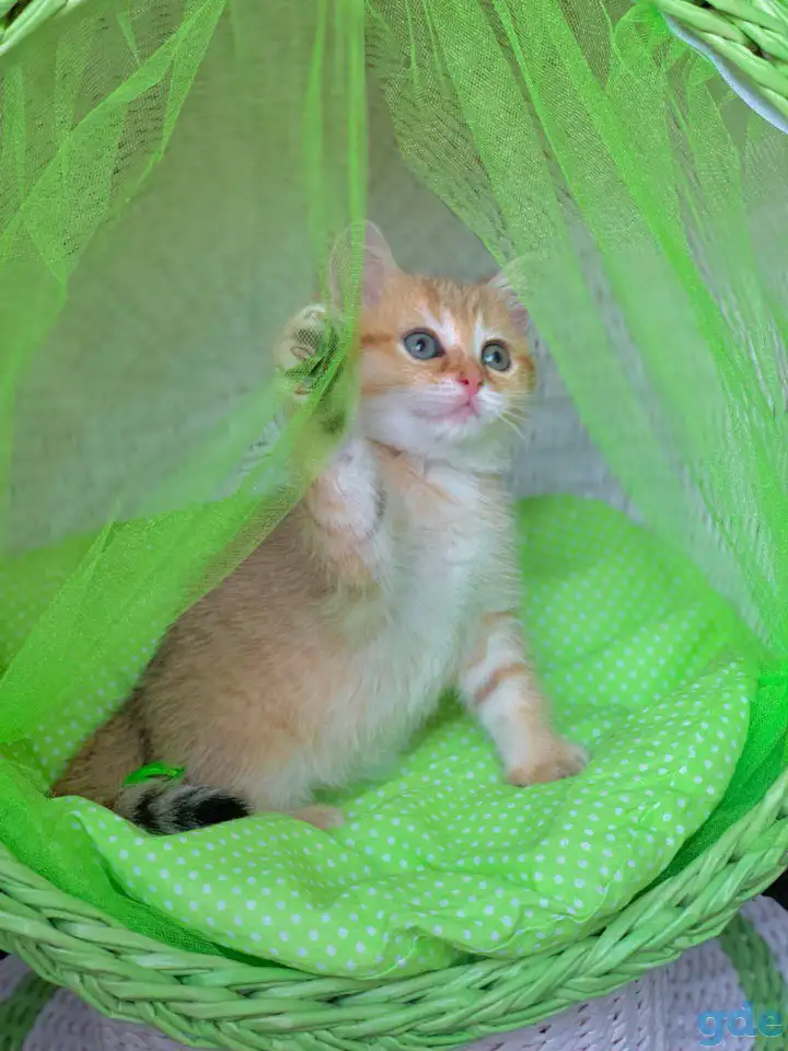 ЗОЛОТАЯ ШИНШИЛЛА шотландские котята, фотография 5