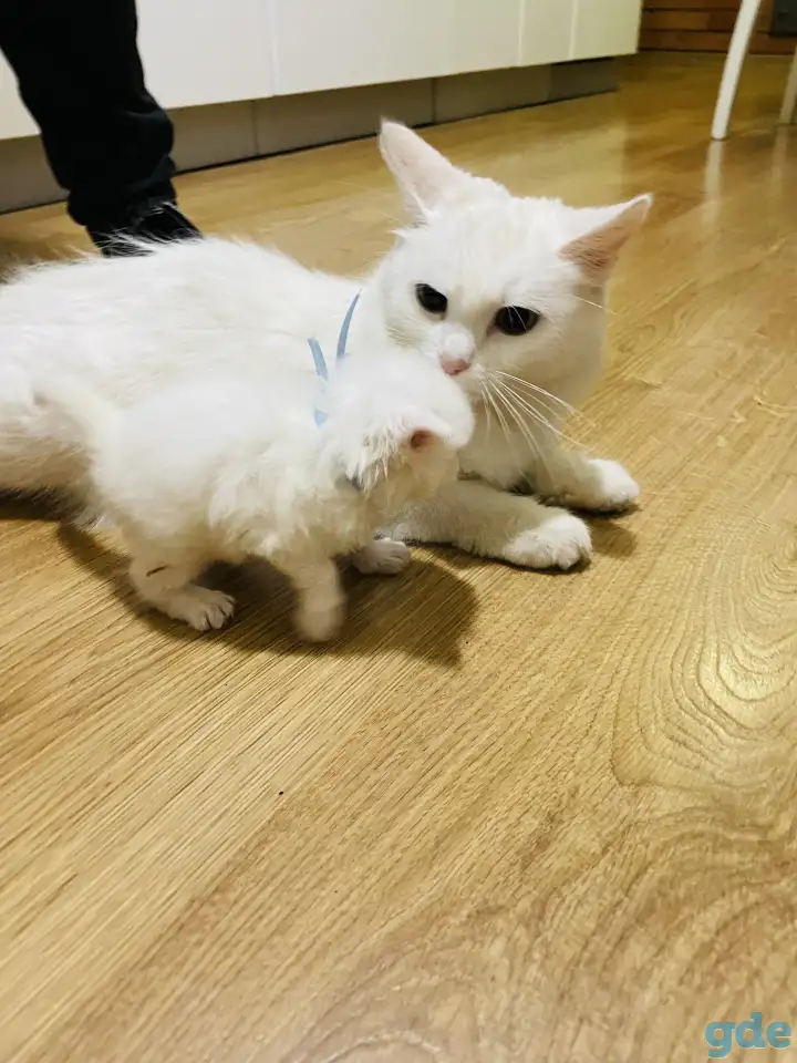 Котята турецкой ангоры, фотография 3