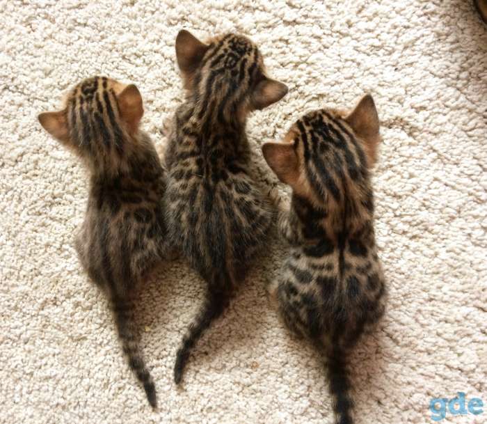 Бенгальские котята, фотография 1