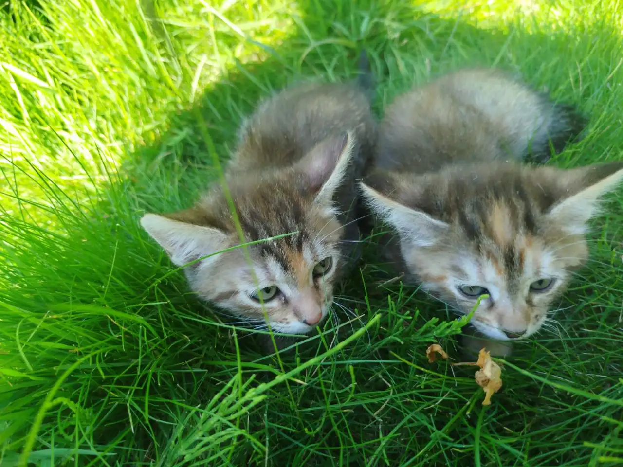 Котята в хорошие руки, фотография 9