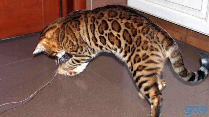 Бенгальский котенок. Вязка кот, фотография 1