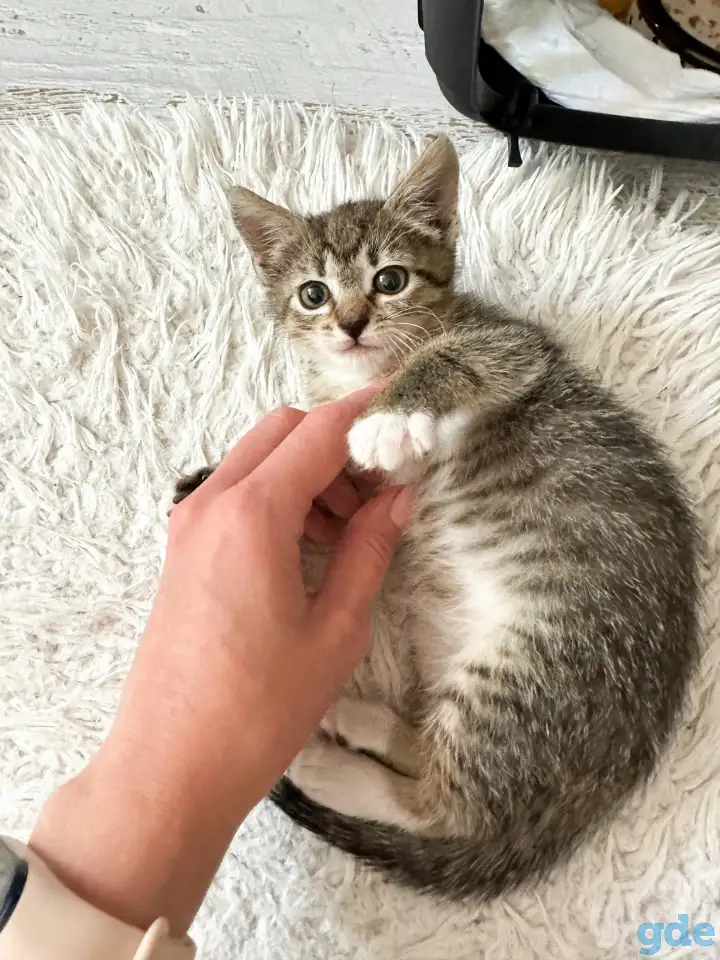 Котёнок, фотография 3