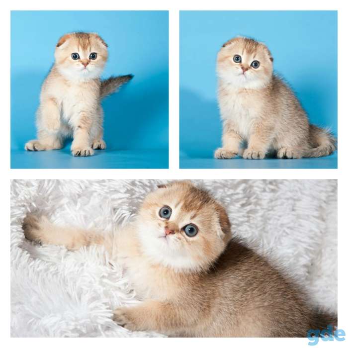 Шотландские котята, фотография 2