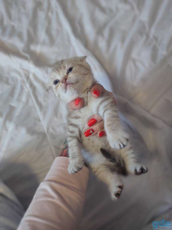 Шотландские котята, фотография 7