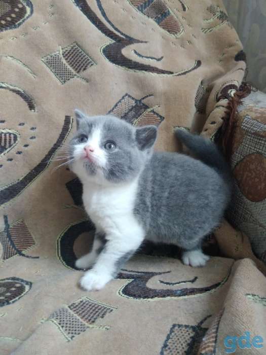Британские котятп, фотография 7
