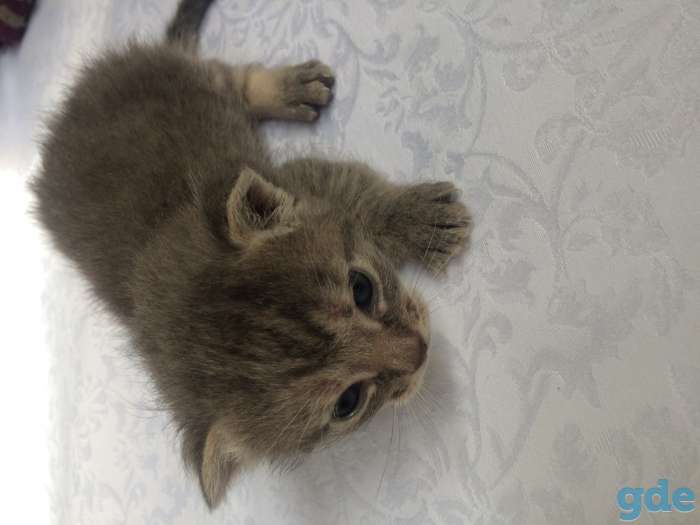 Открыт резерв на котят британских кровей, фотография 2