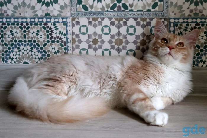 Мейн Кун котята, фотография 3