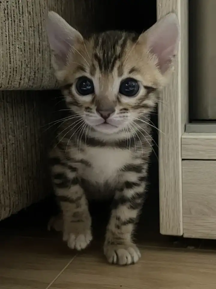 Котята бенгалы, фотография 7
