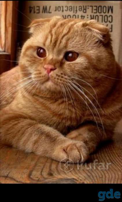 Шотландские котята .  Черепаховая кошка, фотография 6