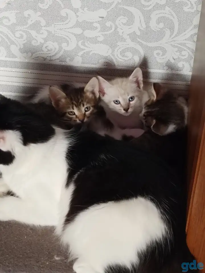 Отдам котят, фотография 1