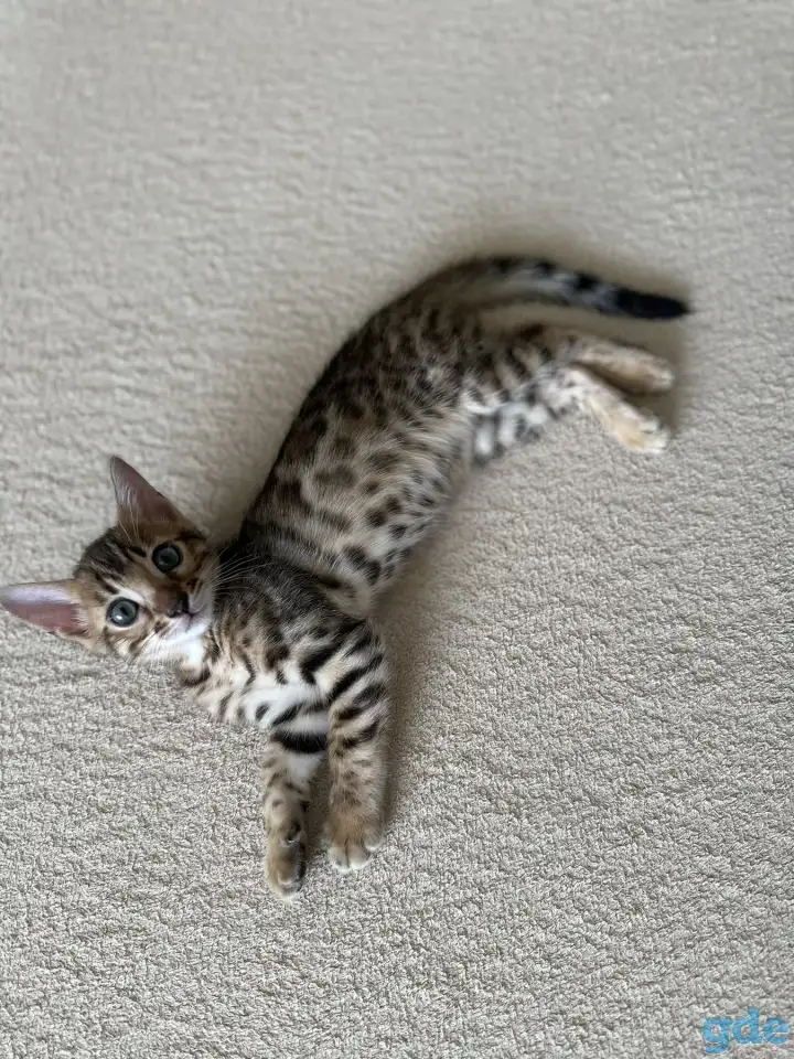 Котенок бенгальский, фотография 1