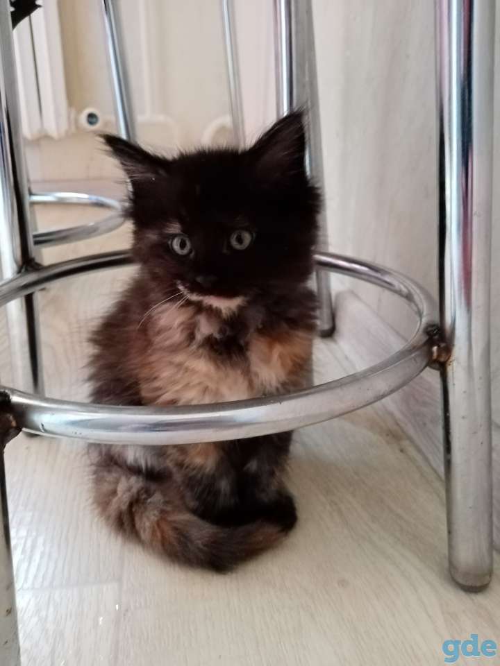 Котята породы Мейн-кун, фотография 4