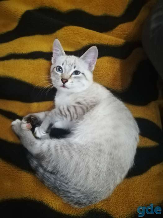 Дарю ласкового котёнка, 6 месяцев, фотография 3