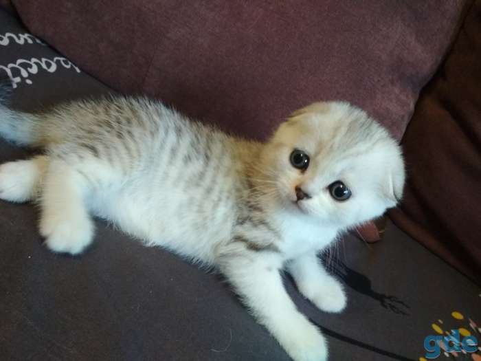 Шотландские котята, фотография 5