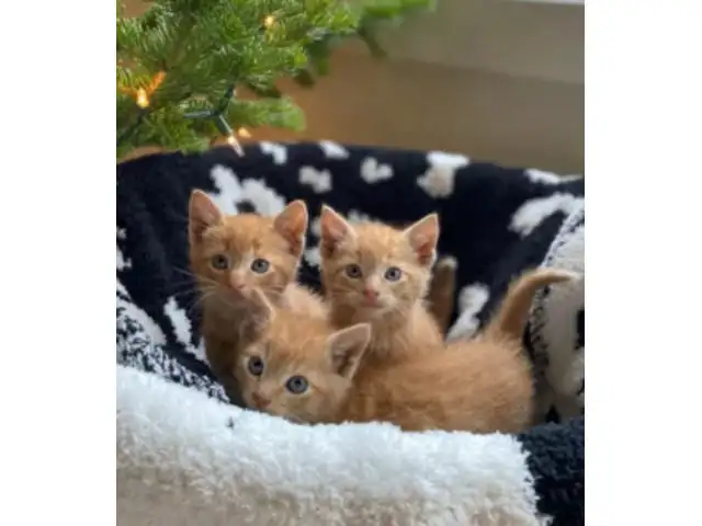 4 котенка мейн-кун на продажу, фотография 1