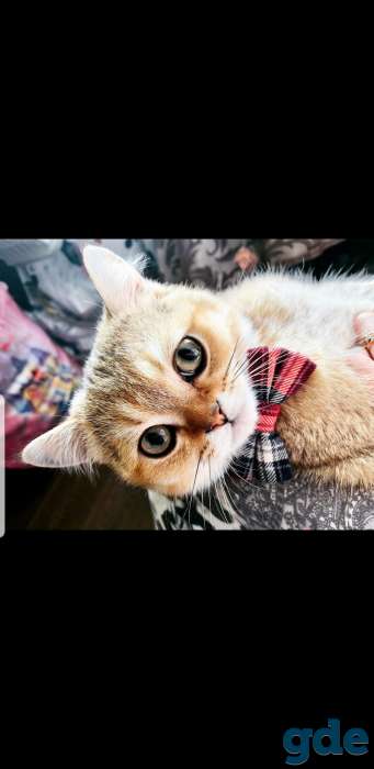 Шотландские чистокровные котята, фотография 1