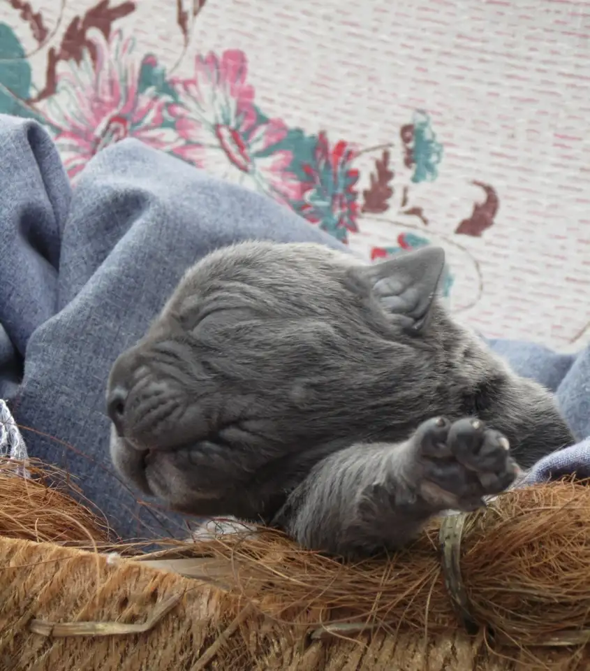 Щенки Кане Корсо, фотография 6