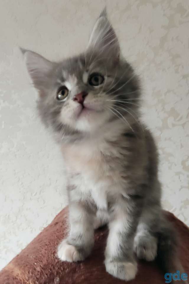 Продаются чистокровные котята Мэйн Кун, фотография 6