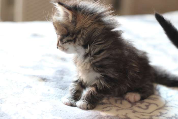 отдам домашних котят, фотография 4
