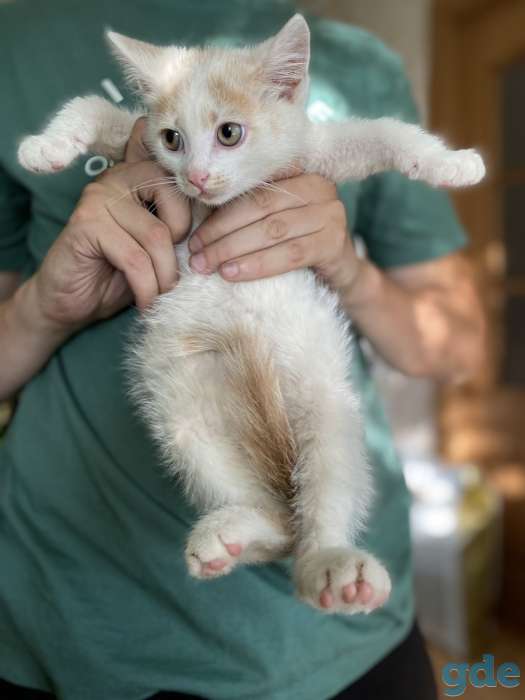 Котята в дар, фотография 3