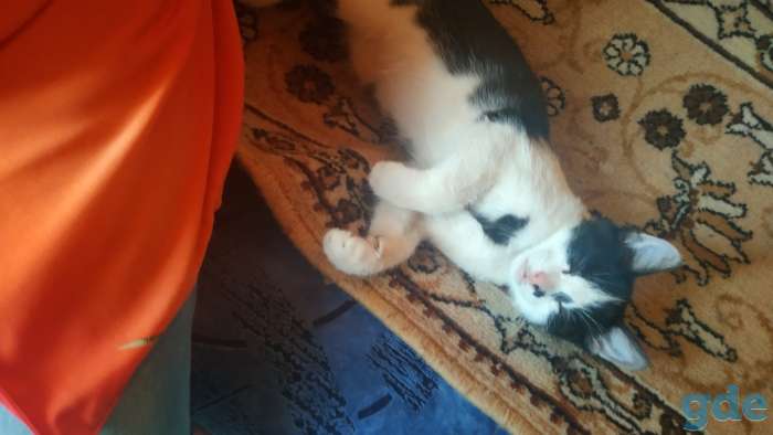 Горячие коты, фотография 2