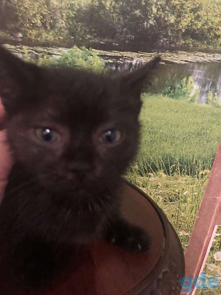 Котята ищут дом или передержку, фотография 1