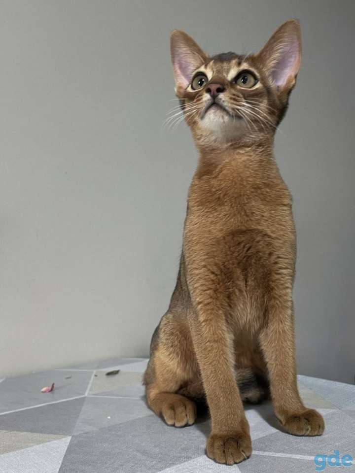 Абиссинский котенок, фотография 5