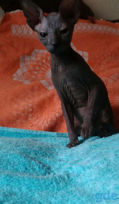 Котята сфинкса, фотография 4