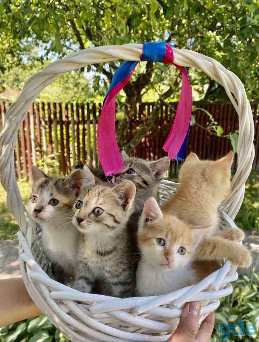 Котята, фотография 7