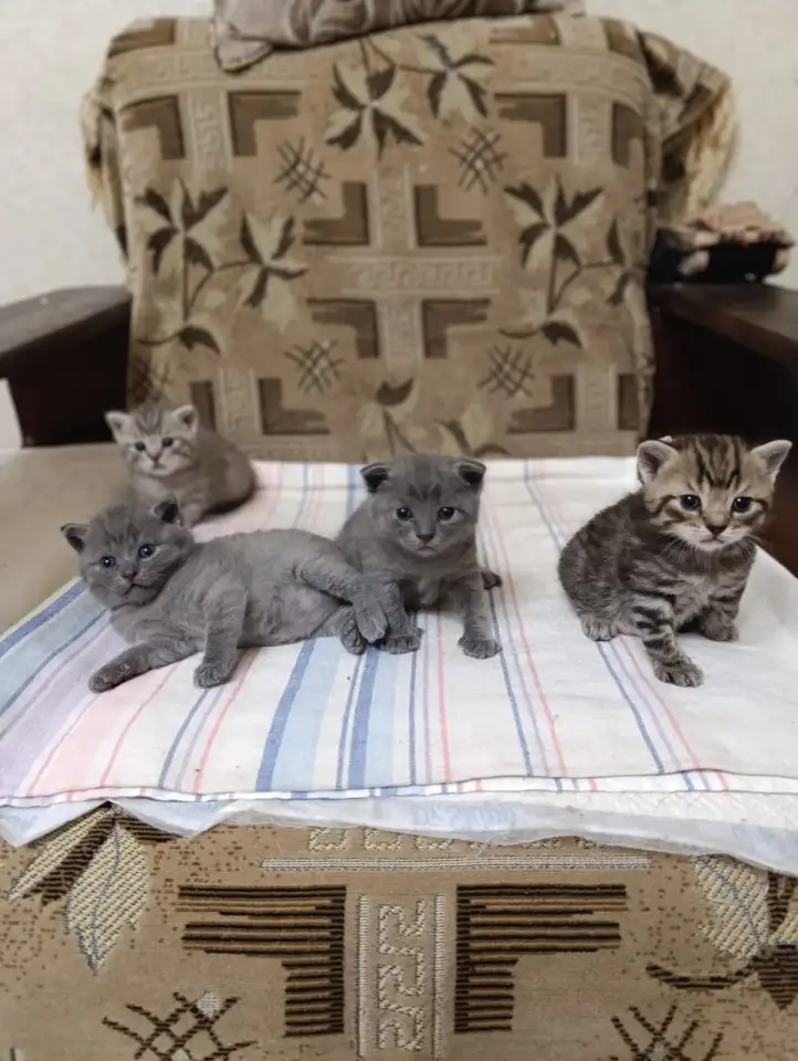 Шотландские котята, фотография 2