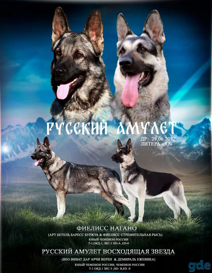 Щенки  ВЕО, фотография 4