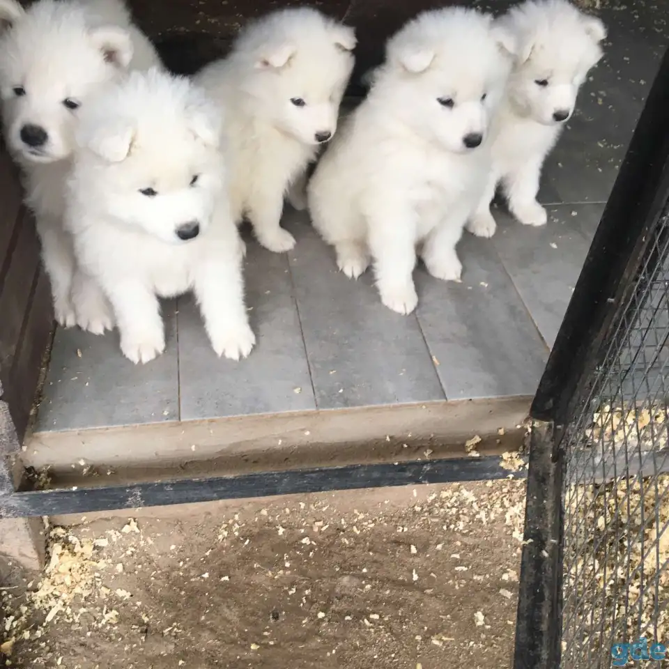 Продам щенков самоедской лайки, фотография 1