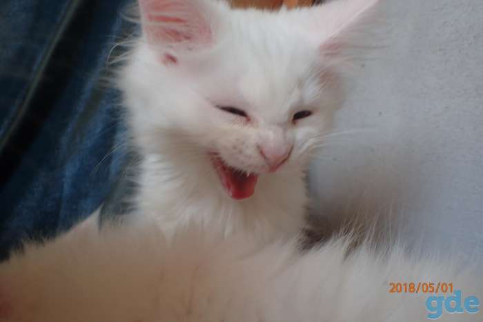 Котята породы Мейн Кун, фотография 4