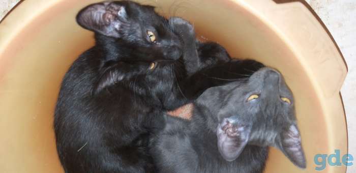 Котики, фотография 2