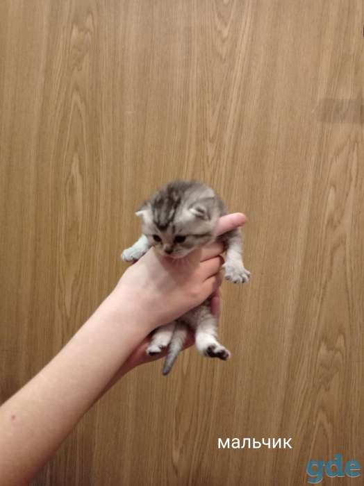 Шотландские котята, фотография 4