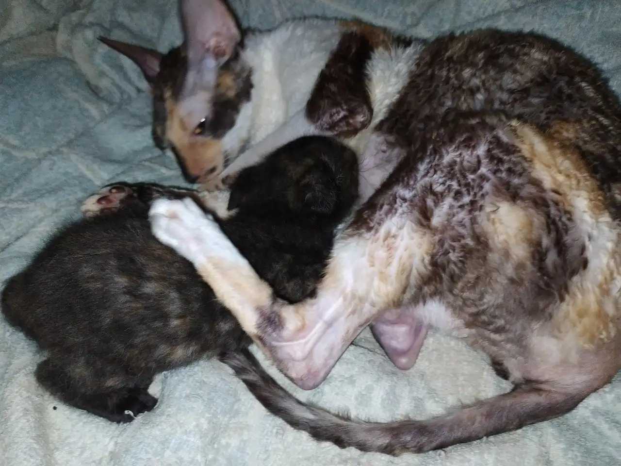 Котята девон рекс, фотография 4