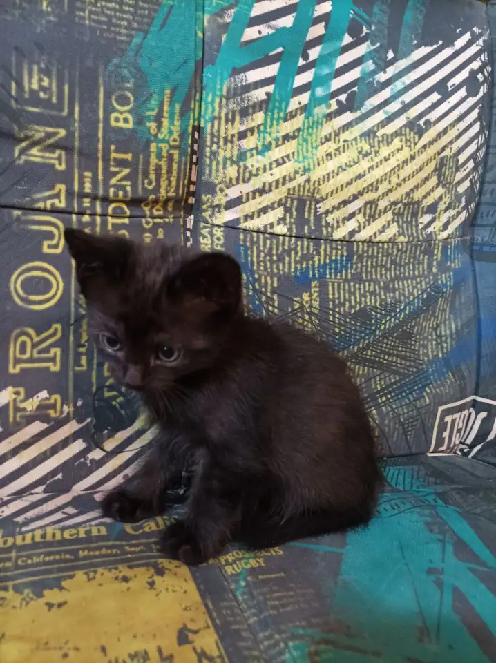 котята в добрые руки, фотография 2