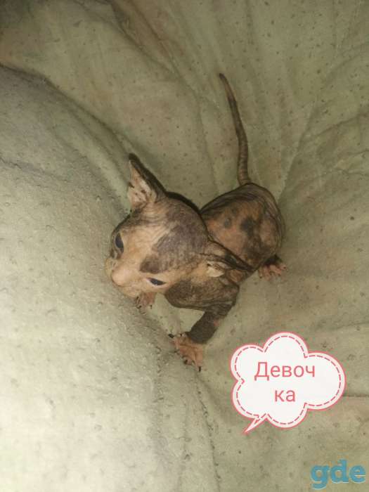 Котята сфинксята, фотография 3