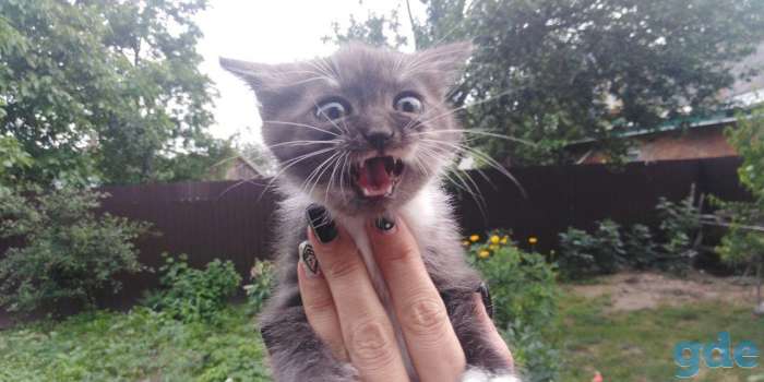 шотландские котята, фотография 3