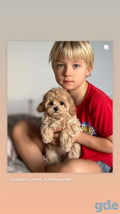 мини мальтипу ф1 девочка и мальчик  maltipoo f1 girl, фотография 2