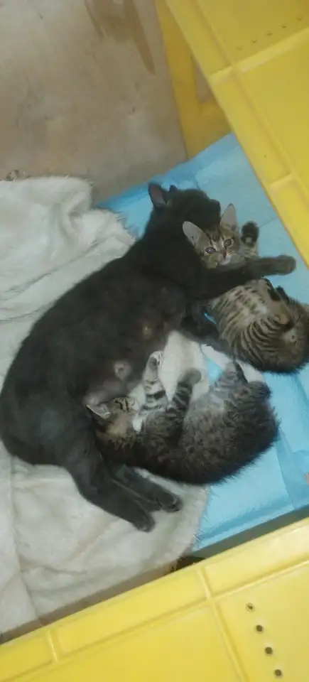 котята даром, фотография 1