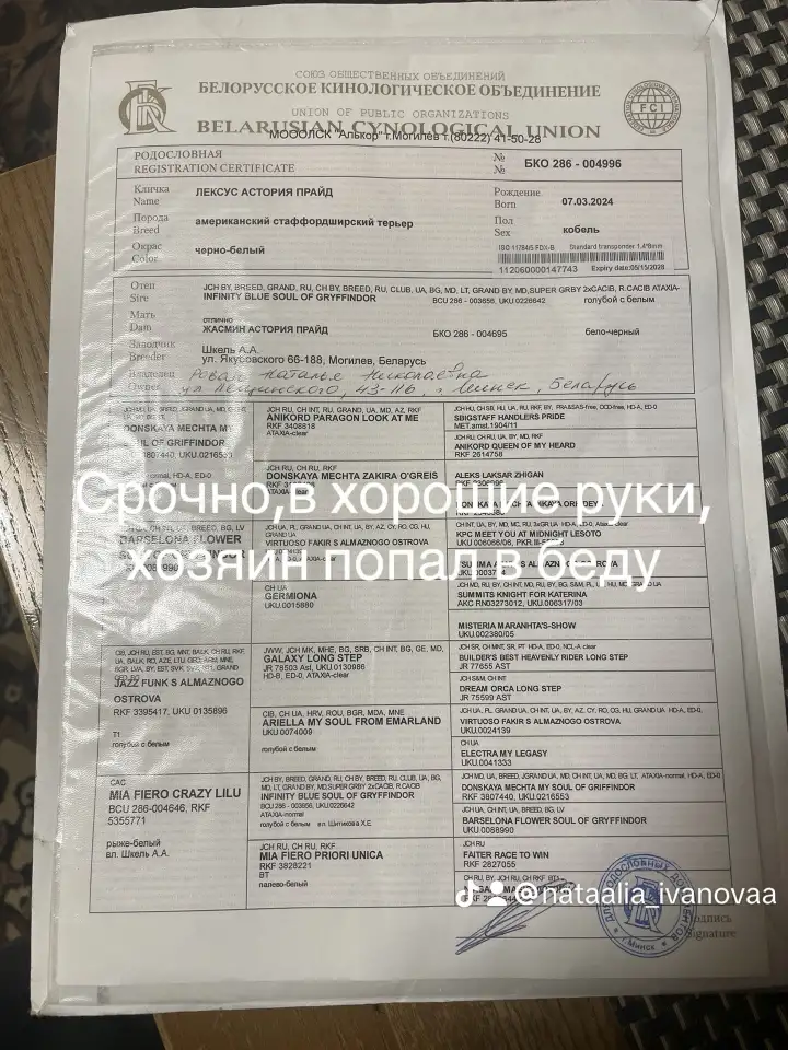Щенок амстафа 8 месяцев, фотография 2