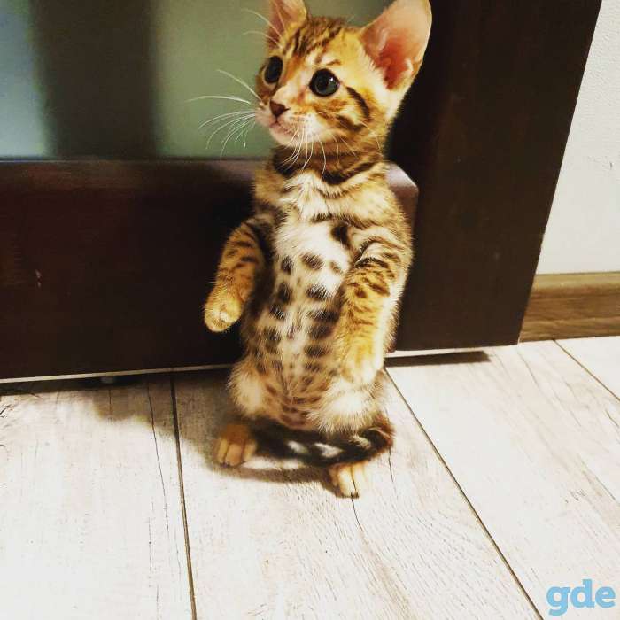 Бенгальские котята, фотография 2