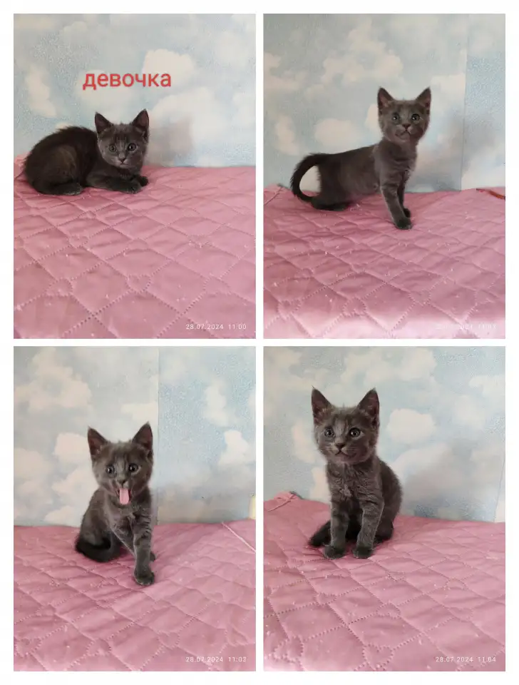 Котята в добрые руки, фотография 2