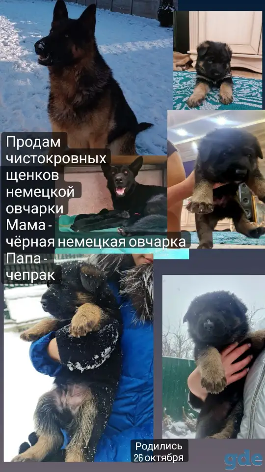 Продам щенка немецкой овчарки, фотография 5