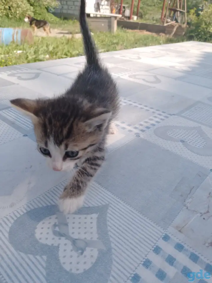 Свои котята в дар, фотография 2