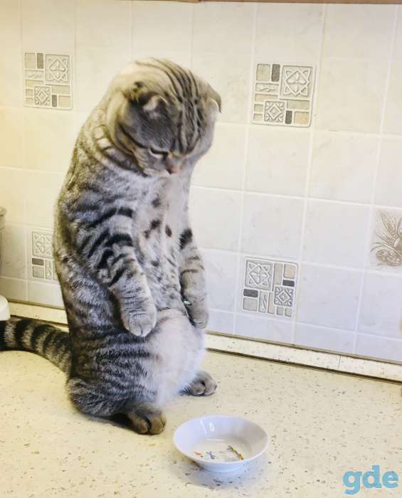 отдам кота в добрые руки, фотография 7