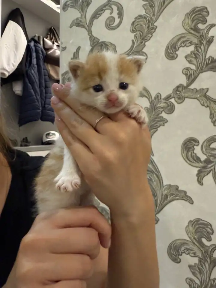 Котенок даром, фотография 4