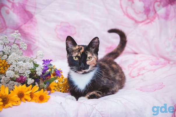 Кошечка ищет дом, фотография 1